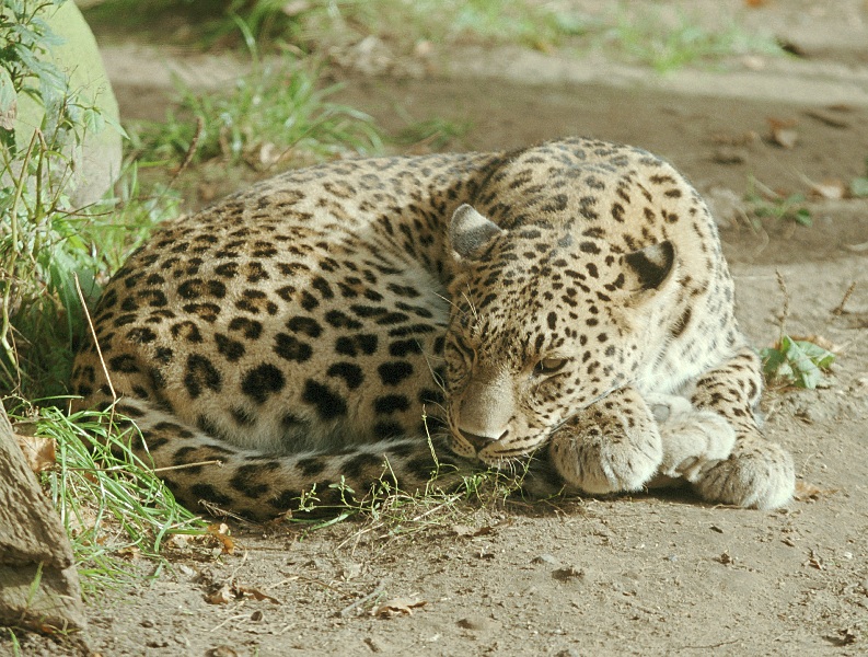 ملف:Leopard3.jpg