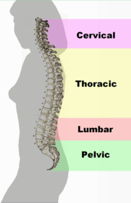 ملف:Spinal column curvature.png