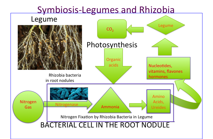 ملف:Symbiosis in Root Nodules.png