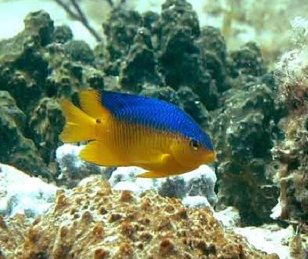 ملف:Caribbean Cocoa damselfish.jpg