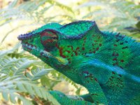 A panther chameleon