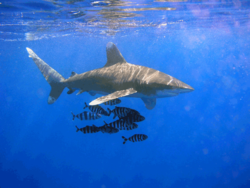 ملف:Oceanic Whitetip Shark.png