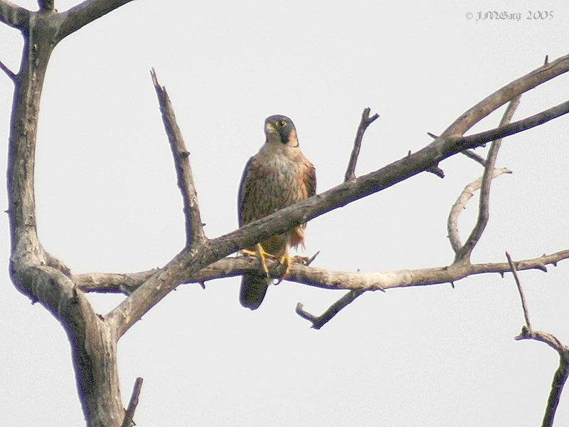 ملف:Peregrine Falcon at Bharatpur I IMG 8250.jpg