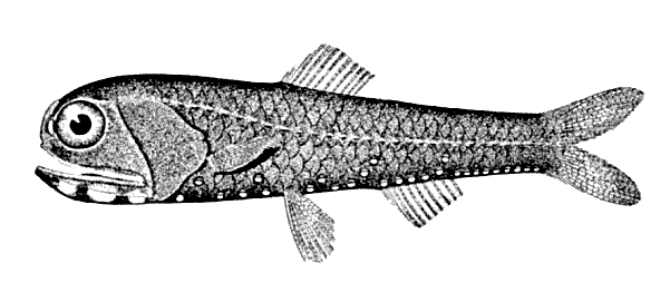 ملف:California headlightfish.png
