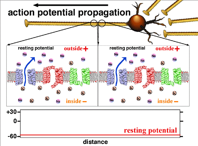 ملف:Action potential propagation animation.gif