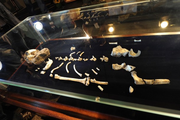 ملف:Australopithecus sediba4.jpg