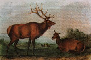 ملف:Audubon-eastern-elk.jpg