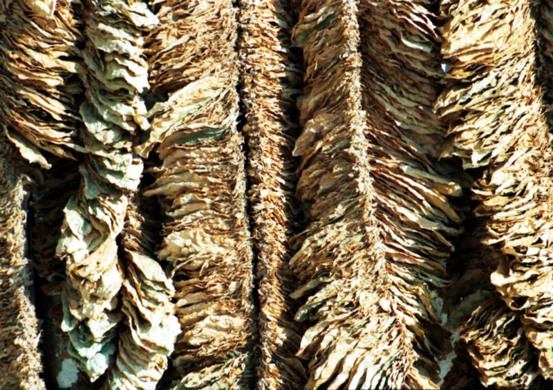 ملف:Basma-tobacco-drying.jpg