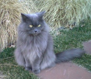 ملف:Grey Longhaired Female Cat.jpg