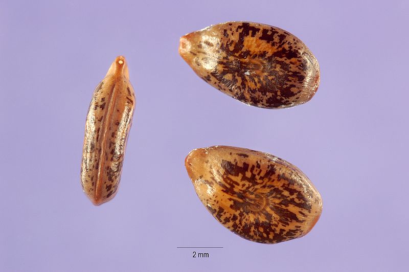 ملف:Acacia constricta seeds.jpg