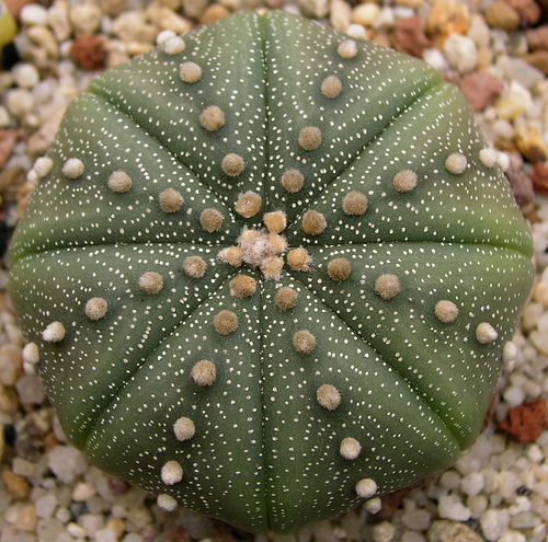 ملف:Astrophytum asterias1.jpg