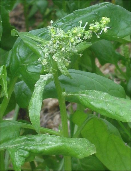 ملف:Spinacia oleracea Spinazie bloeiend.jpg