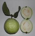 ملف:Psidium guajava fruit.jpg