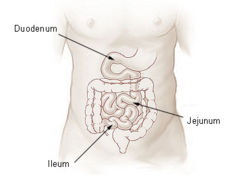 ملف:Illu small intestine.jpg