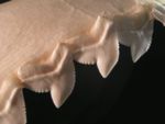 ملف:Tiger shark teeth.jpg