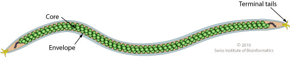 ملف:Betalipothrixvirus virion.jpg
