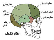 ملف:Cranial Bones.jpg