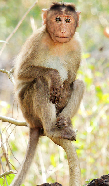 ملف:Bonnet macaque (Macaca radiata) Photograph By Shantanu Kuveskar.jpg