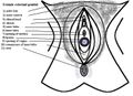 Schematic vulva anatomy.