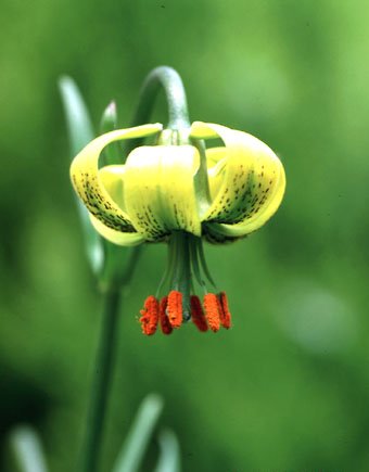 ملف:Lilium pyrenaicum.jpg