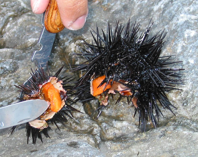 ملف:Sea urchin eggs.jpg