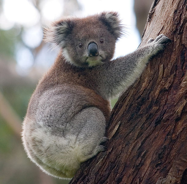 ملف:Koala climbing tree.jpg