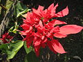 Poinsettia with multiple bracts