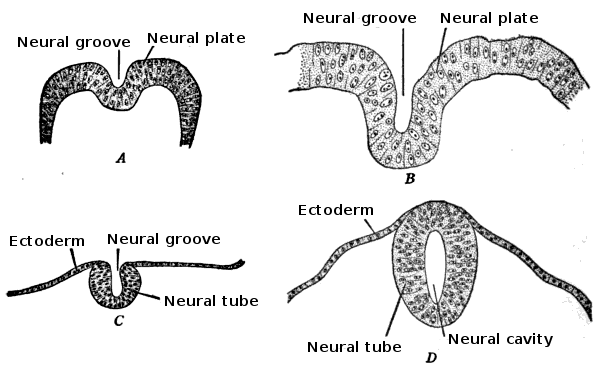 ملف:Development of the neural tube.png