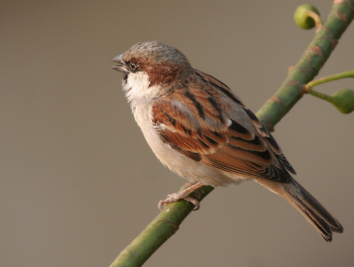 ملف:House Sparrow (Passer domesticus)- Male in Kolkata I IMG 1844.jpg