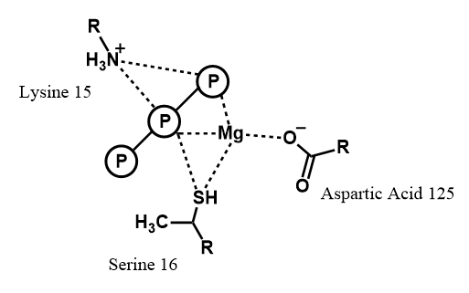Figure 6: Amino acid residues of nitrogenase that interact with MgATP during catalysis.