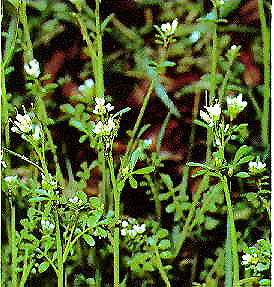 ملف:Cardamine pensylvanica.jpg