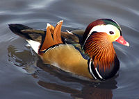 ملف:Mandarin.duck.arp.jpg