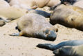 Molting elephant seals, Año Nuevo State Park, California