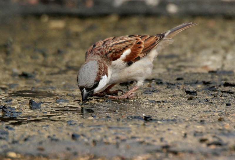 ملف:House Sparrow I Picture 074.jpg