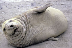 Elephant seal.jpg