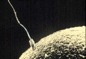 Fertilisation-sperm-ovum.jpg