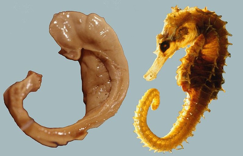 ملف:Hippocampus and seahorse cropped.JPG