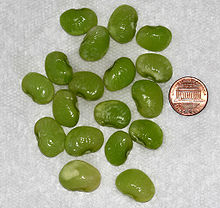 ملف:Lima beans.jpg