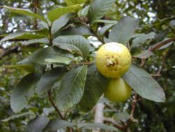Psidium guajava.jpg