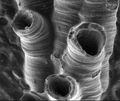 SEM image of a hederelloid from the Devonian of Michigan (largest tube diameter is 0.75 mm).
