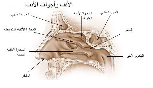 ملف:Illu nose nasal cavities ar.png