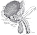 Vertical section of bladder, penis, and urethra.