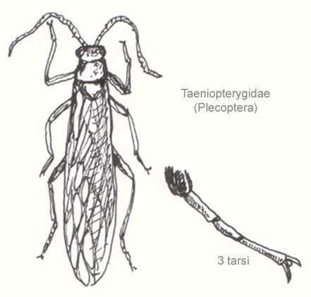 ملف:Plecoptera-taeniopterygidae.png