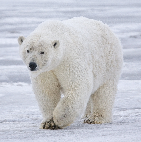 ملف:Polar Bear - Alaska (cropped).jpg
