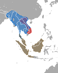 Range map showing ranges of several species: the Sunda slow loris complex (N. coucang) in Thailand, Malaysia, and Indonesia; the Bengal slow loris (N. bengalensis) in east India, China, Bangladesh, Bhutan, Burma, Thailand, Laos, Vietnam, and Cambodia; and the pygmy slow loris ('N. pygmaeus) in Vietnam and Laos.