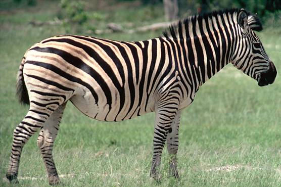 ملف:Zebra de Grevy.JPG