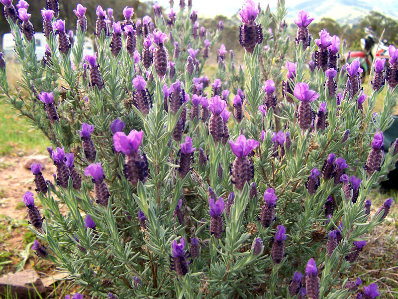 ملف:Topped lavender.jpg