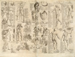 ملف:Anatomical chart, Cyclopaedia, 1728, volume 1, between pages 84 and 85.jpg