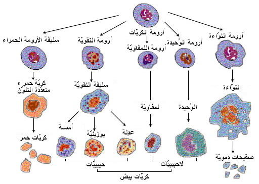 ملف:Illu blood cell lineage arabic.jpg
