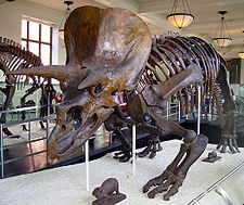 ملف:Triceratops AMNH 01.jpg